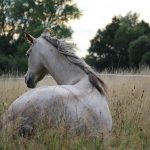 競馬セブンによる競馬予想のポイント